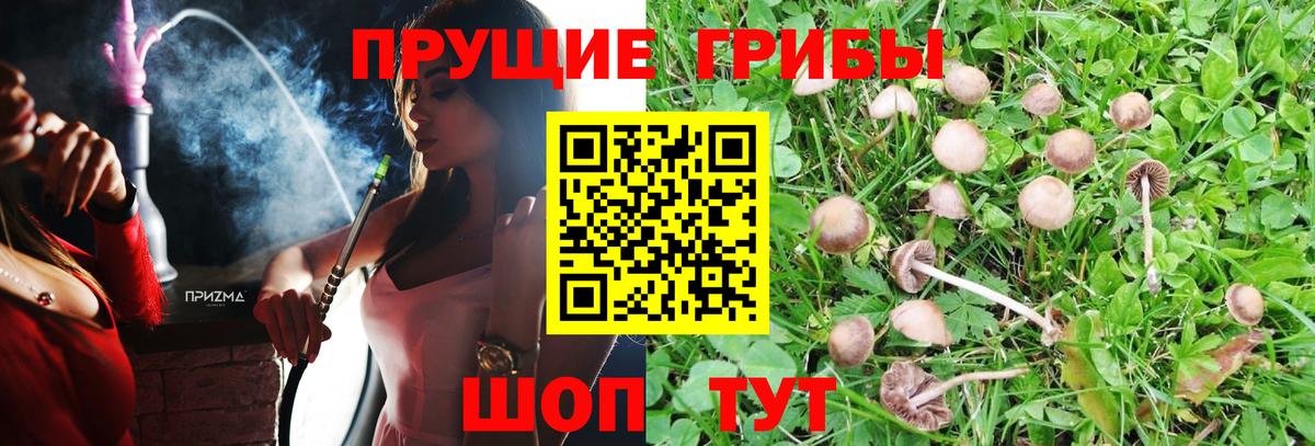 Псилоцибиновые грибы прущие грибы Кропоткин